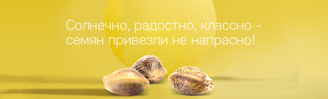 Солнечно, радостно, классно — семян привезли не напрасно!