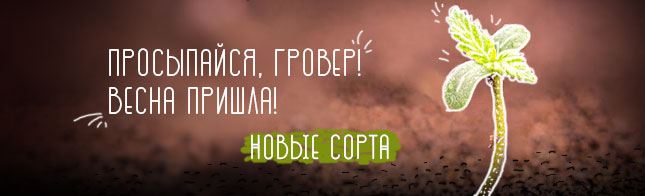 Весеннее обновление ассортимента на Errors Seeds