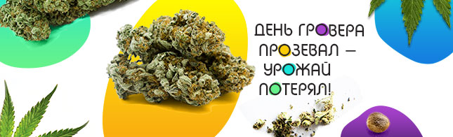 Шишки по осени считают!