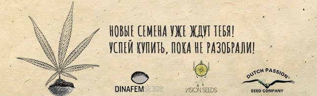 В Errors Seeds обновление ассортимента!