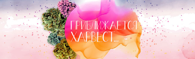Приближается харвест!