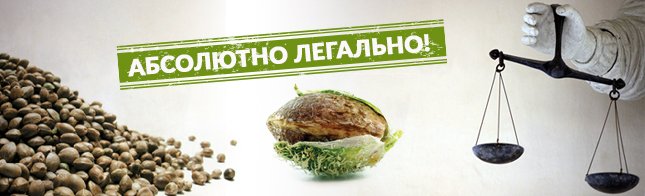 Покупка и хранение семян - абсолютно легально!