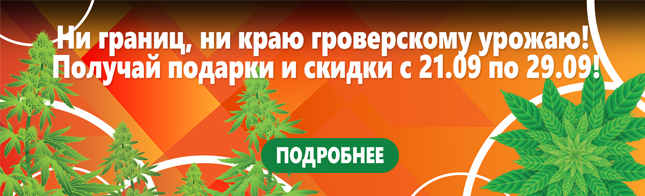 Вот и наступил День Гровера!