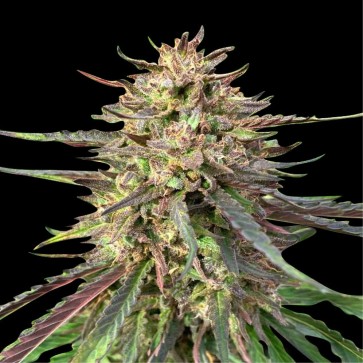 Семена конопли Auto CBD Guerilla Glue Feminised