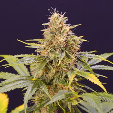 Семена конопли Auto Chocolate Mint OG Feminised