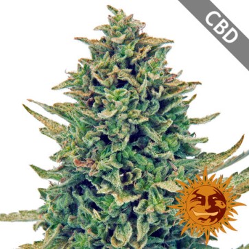 Семена конопли CBD Blue Shark Feminised