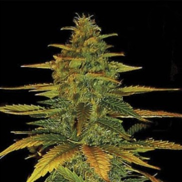 Семена конопли Auto Wild Dwarf Feminised
