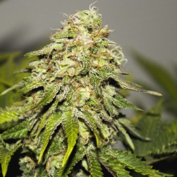 Семена конопли Auto Critical Feminised