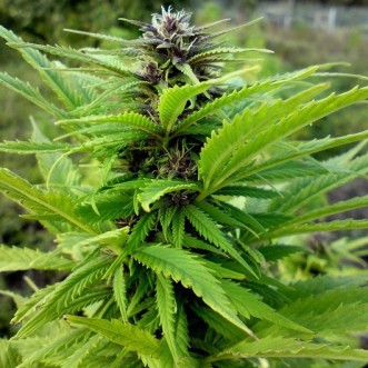 Семена конопли Auto Original Orange Bud Feminised