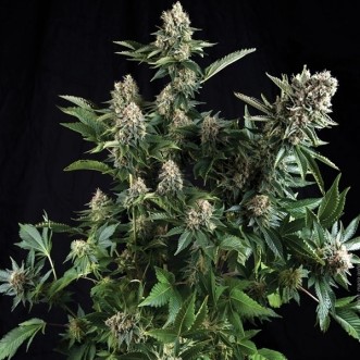 Семена конопли White Widow Feminised