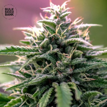 Семена конопли Good Wild Shark CBD 