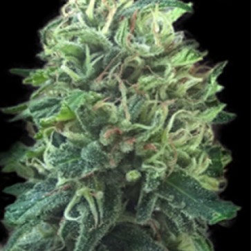 Семена конопли Green Scout Cookies Feminised