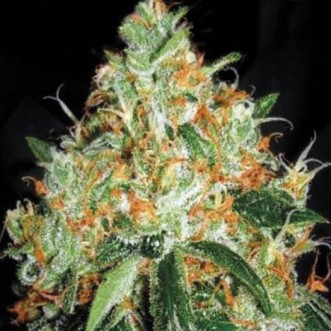 Семена конопли Original Orange Bud Feminised