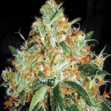Семена конопли Original Orange Bud Feminised