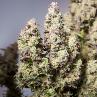 Семена конопли Auto Colorado Cookies Feminised 