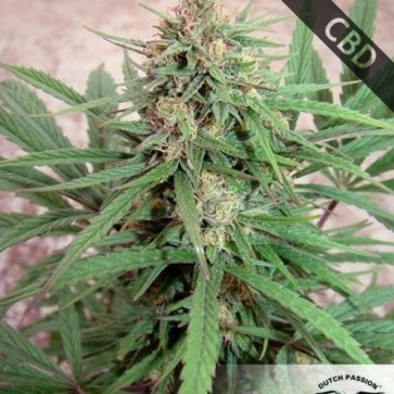 Семена конопли CBD ComPassion Feminised