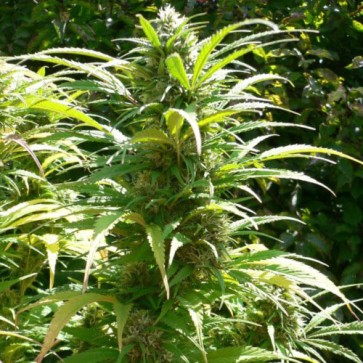 Семена конопли Durban Poison Feminised