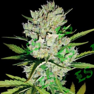 Семена конопли Auto Super Skunk Feminised Gold