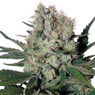 Семена конопли Auto Fruit Syrup Feminised Gold