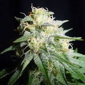 Семена конопли White Widow Feminised Gold