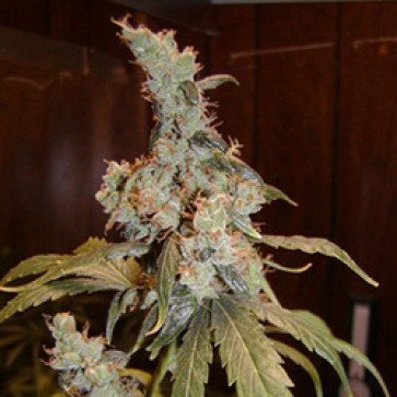 Семена конопли Afghan Haze Feminised Gold