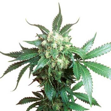 Семена конопли Auto Black Domina Feminised Gold