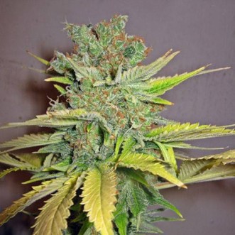 Семена конопли Auto California Citrus Feminised Gold