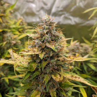 Семена конопли Auto US Cookies Feminised Gold