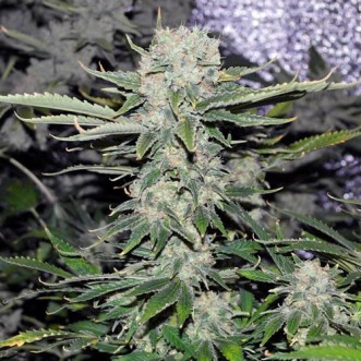 Семена конопли Auto Critical Feminised Gold