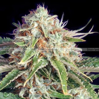 Семена конопли Auto Giant Bud Feminised Gold