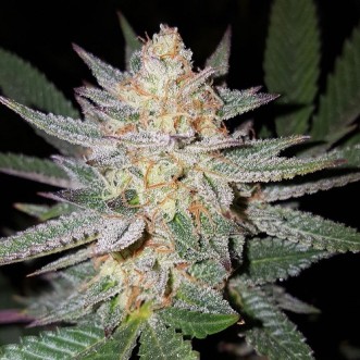 Семена конопли Auto Girl Scout Cookies Feminised Gold