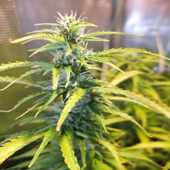 Семена конопли Auto Green Crack Feminised Gold