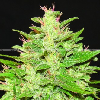 Семена конопли Auto Kush Feminised Gold