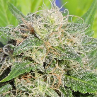 Семена конопли Auto Lime Haze Feminised Gold