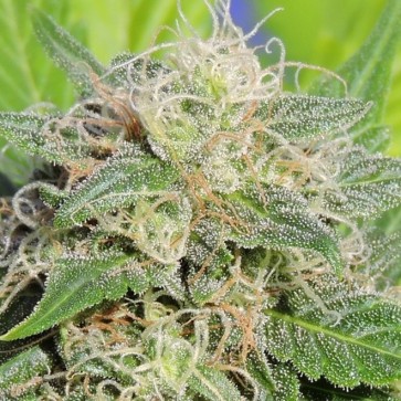 Семена конопли Auto Lime Haze Feminised Gold