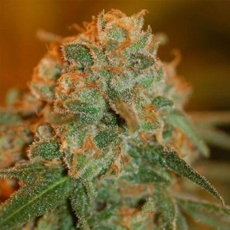 Семена конопли Auto Lime Skunk Feminised Gold