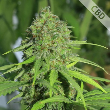 Семена конопли Auto Northern Light CBD Feminised Silver