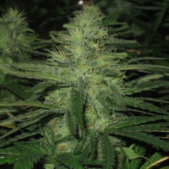 Семена конопли Auto Northern Lights Feminised Gold