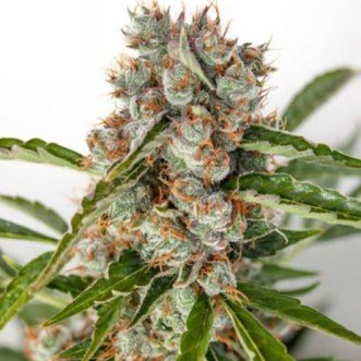 Семена конопли Auto Orange Bud Feminised Gold