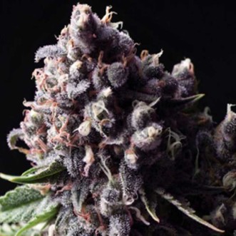 Семена конопли Auto Purple Feminised Gold
