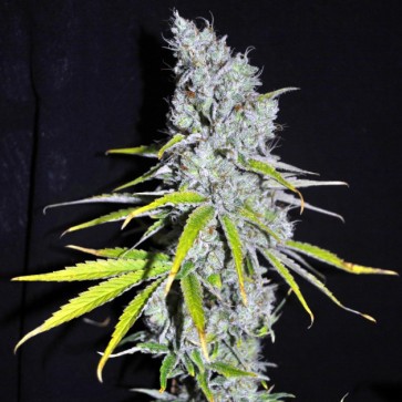 Семена конопли Auto Skunk Haze Feminised Gold