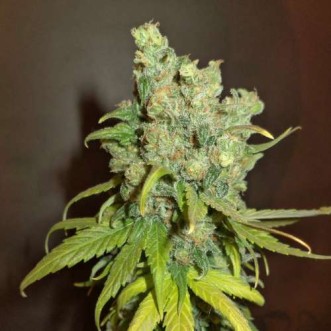 Семена конопли Auto Chocolope Feminised Gold