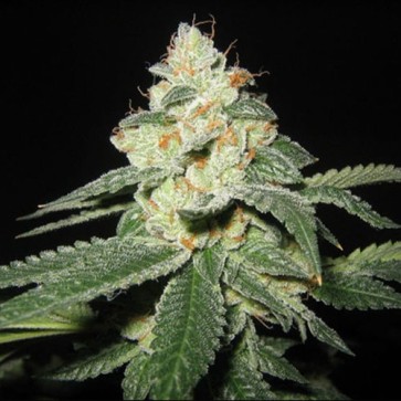 Семена конопли Big White Shark Feminised Gold