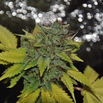 Семена конопли Grapefruit Diesel Feminised Gold