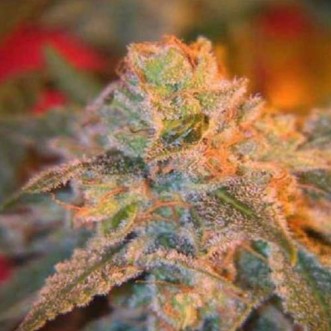 Семена конопли Grapefruit Haze Feminised Gold