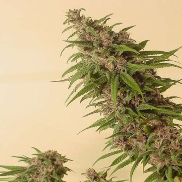 Семена конопли Grapefruit Alpha Dog Feminised Gold