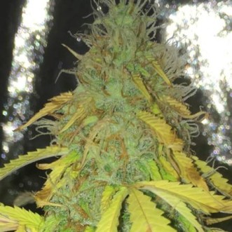 Семена конопли Hash Plant Feminised Gold