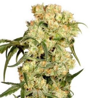 Семена конопли Auto Darkberry Kush Feminised Gold
