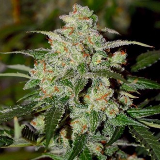 Семена конопли Auto Cookies Feminised Gold