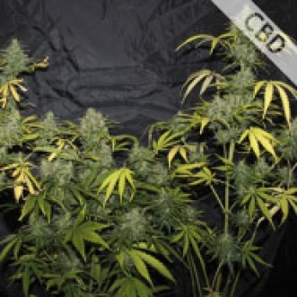 Семена конопли CBD Amnesia Feminised Gold